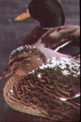 canard colvert.jpg
