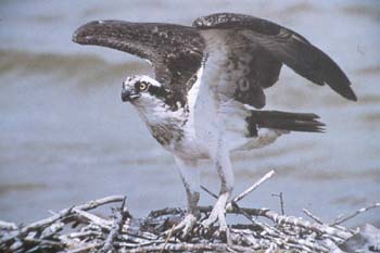 balbuzard.jpg