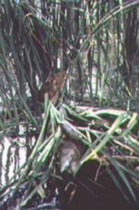 Butor d'Amérique.jpg