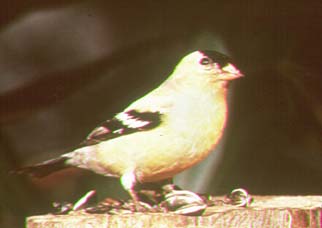 Chardonneret jaune.jpg
