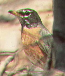 Merle d'Amérique.jpg