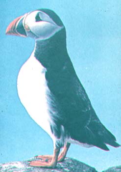 Macareux moine.jpg