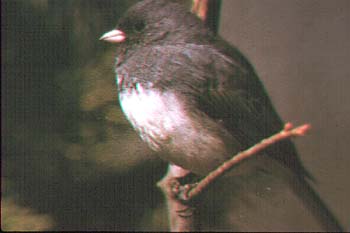 Junco ardoisé.jpg