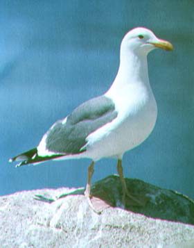 Goéland argenté.jpg