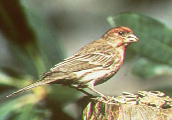 Roselin familier.jpg