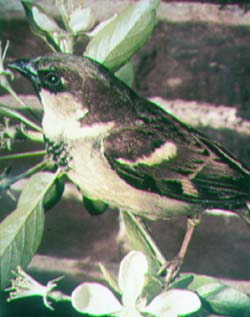 Moineau domestique.jpg