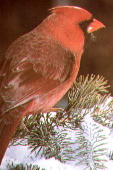 Cardinal rouge.jpg