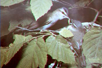 Viréo aux yeux rouges.jpg