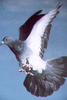 Pigeon biset.jpg