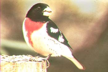Cardinal à poitrine rose.jpg