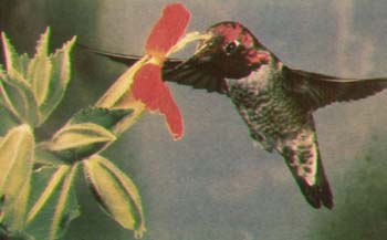 colibri à gorge rubis.jpg