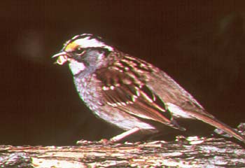 Bruant à gorge blanche.jpg