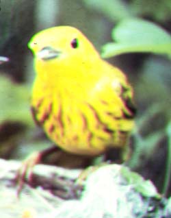 Paruline jaune.jpg