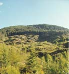 Forestrie