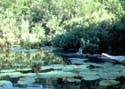 species-rich landscape