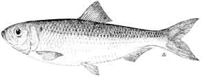 alewife.jpg