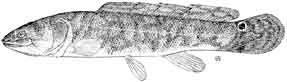 bowfin.jpg