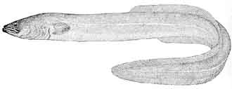 american eel.jpg