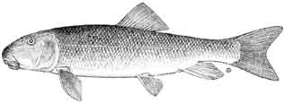 white sucker.jpg