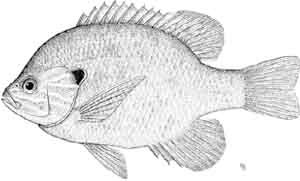 pumpkinseed.jpg