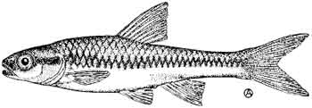 blackchin shiner.jpg