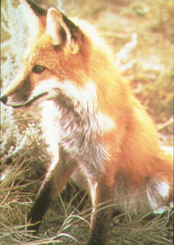 Renard roux.jpg