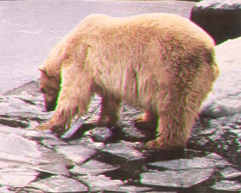 ours polaire.jpg
