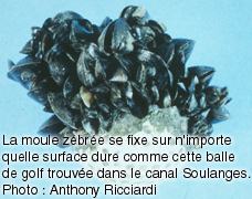 La moule zébrée