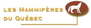 retour au mammiferes
