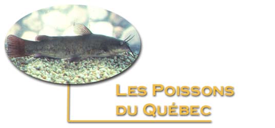 Les Poissons du Québec